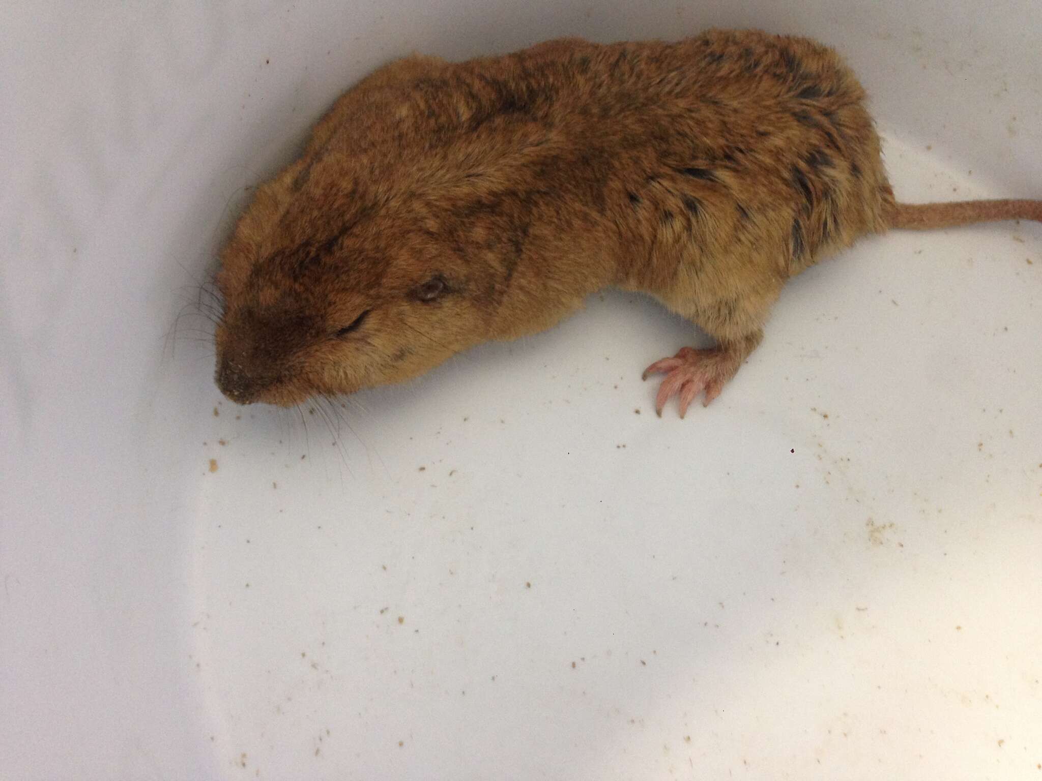 Image of Yellow-faced Pocket Gopher