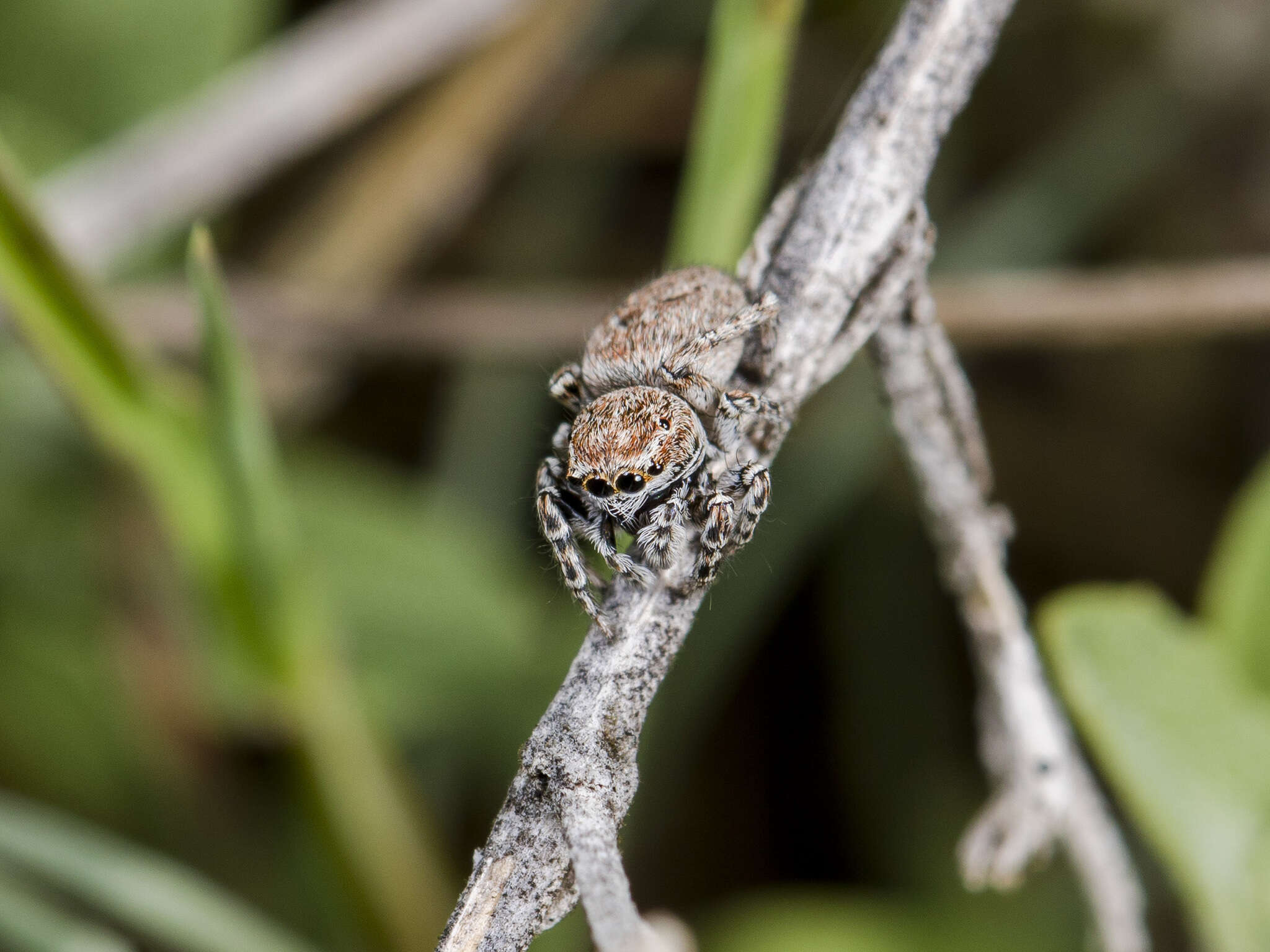 Image of Attulus mirandus (Logunov 1993)