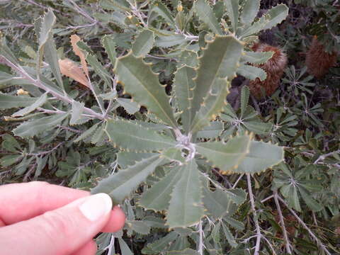 Image of Banksia media R. Br.