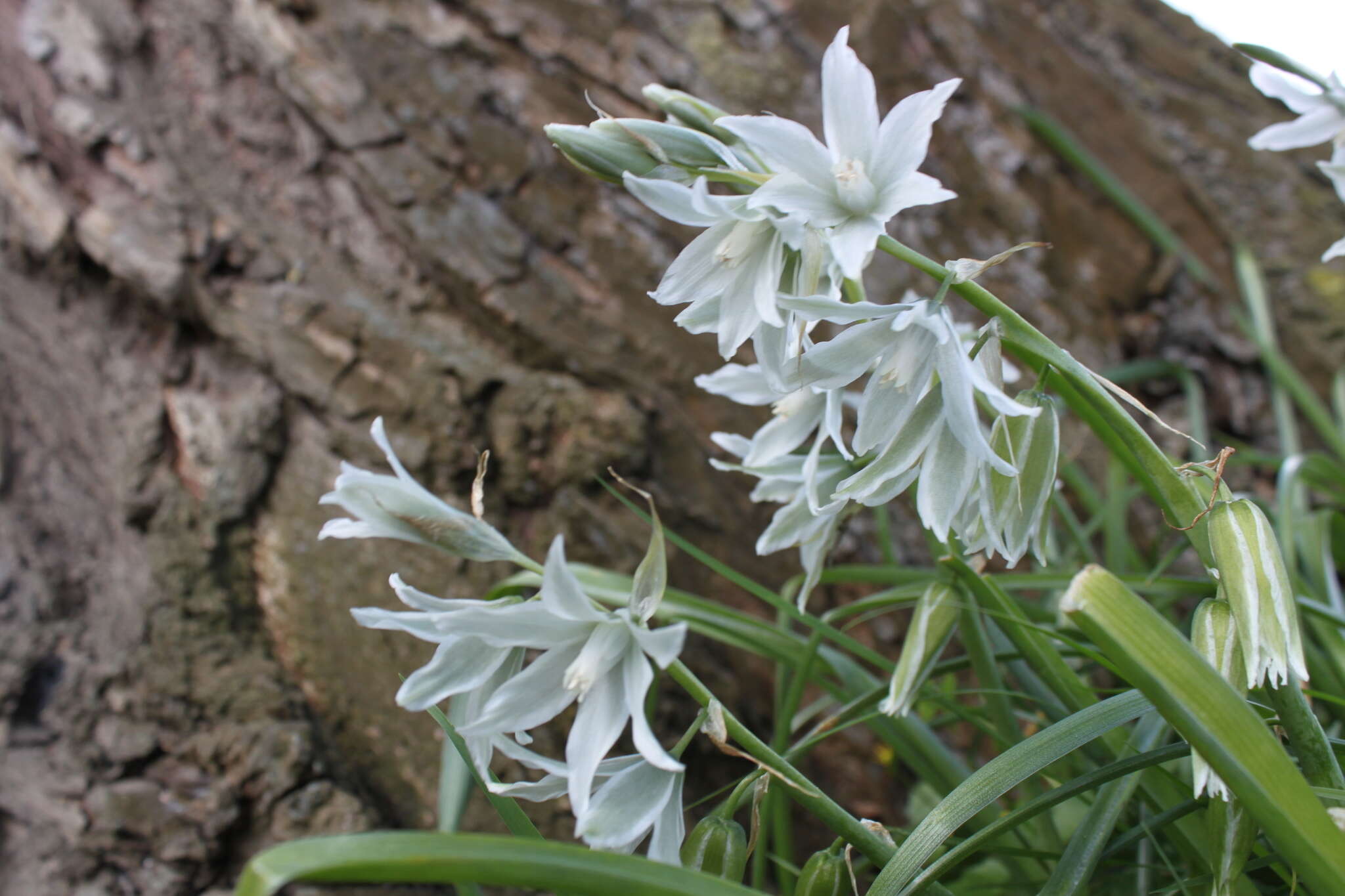 Image of drooping star of Bethlehem