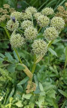 Image of Gray's angelica