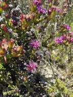 Image of Pentagonal Spoonfig