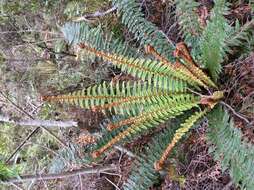 Sivun Polystichum vestitum (G. Forst.) C. Presl kuva