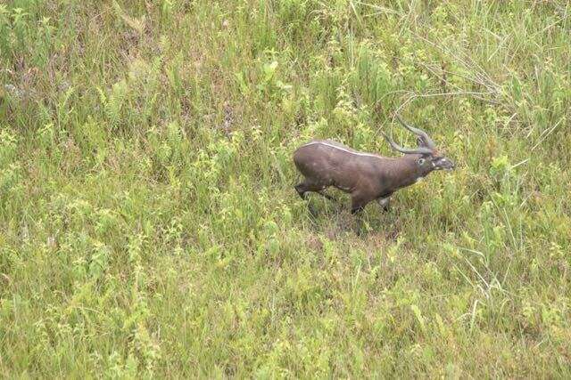 صورة Tragelaphus spekii Speke 1863