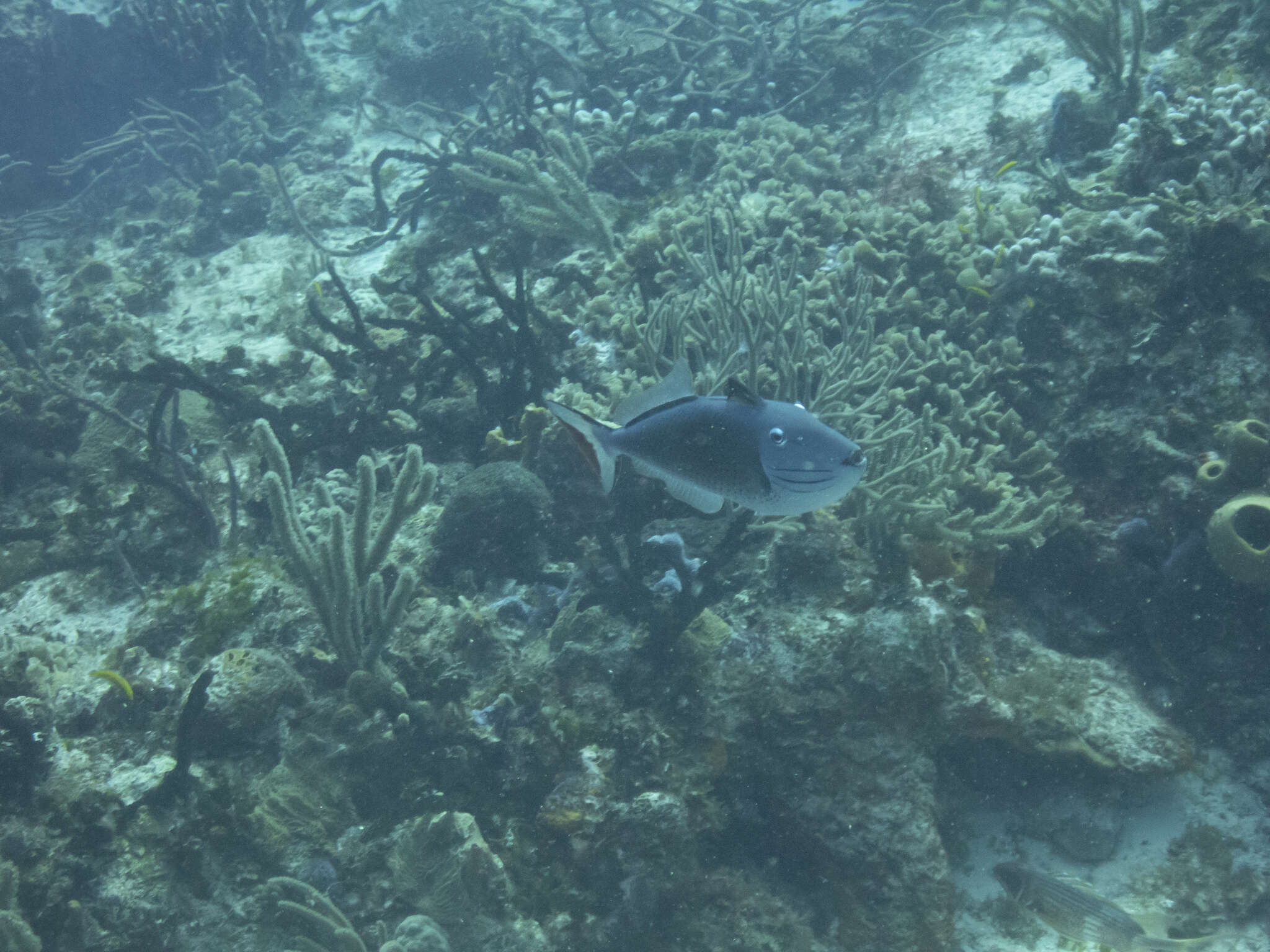 Image of Sargassum Triggerfish