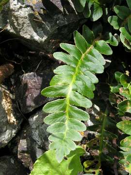 Image of Asplenium lolegnamense (Gibby & Lovis) Viane