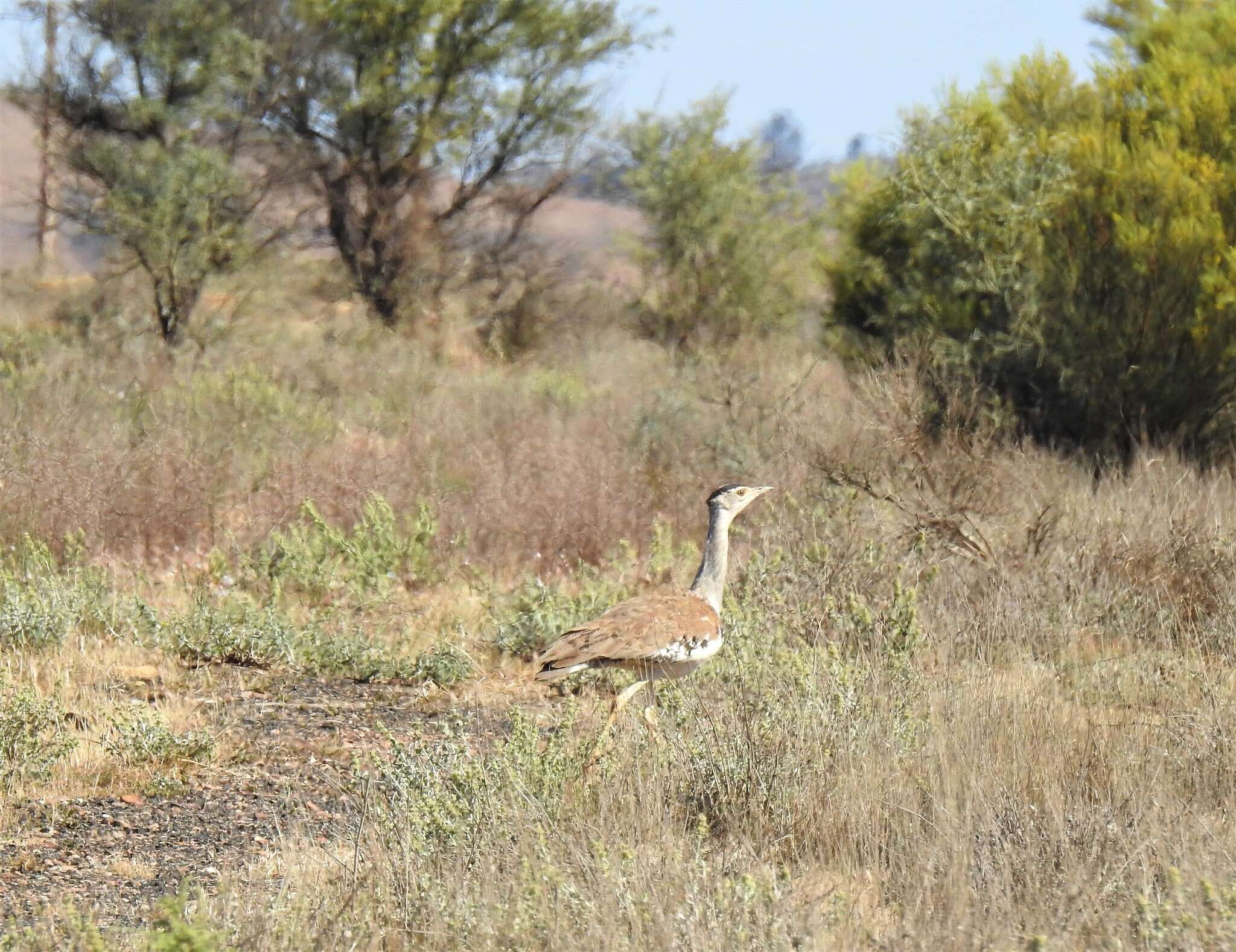 Image of Australian Bustard