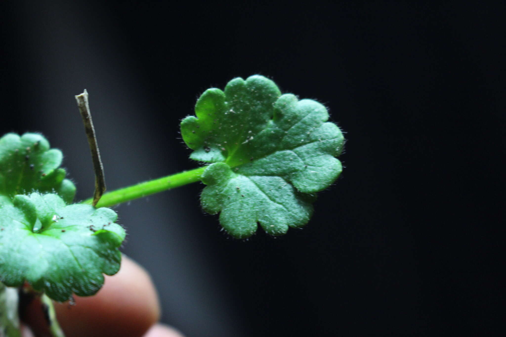 Image de Ranunculus parviflorus L.