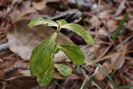 Image de Gentiana villosa L.