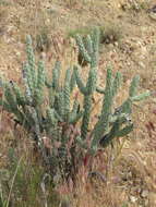 Image de Cylindropuntia bernardina