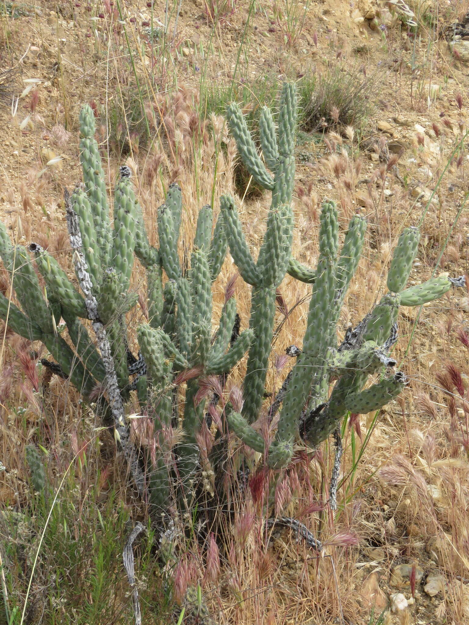 Image de Cylindropuntia bernardina