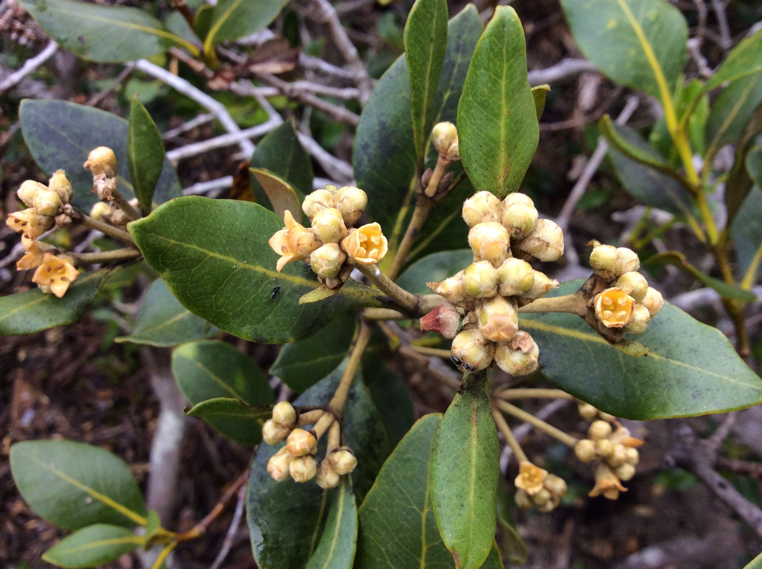 Image of Gray Mangrove