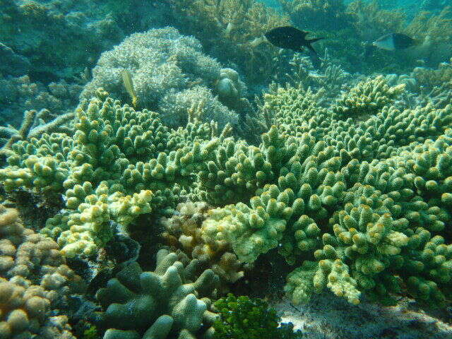 Image of Acanthochromis