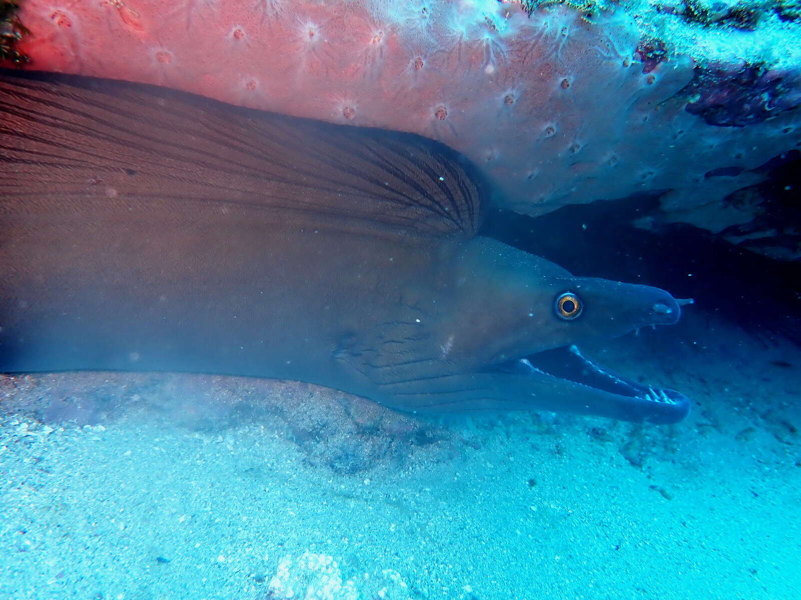 Слика од Gymnothorax vicinus (Castelnau 1855)