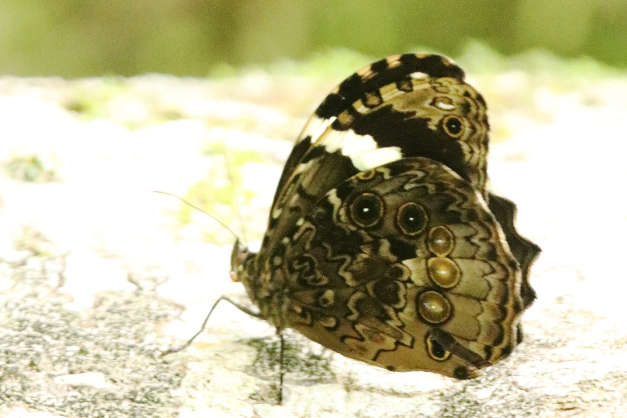 Image of White-spotted Satyr