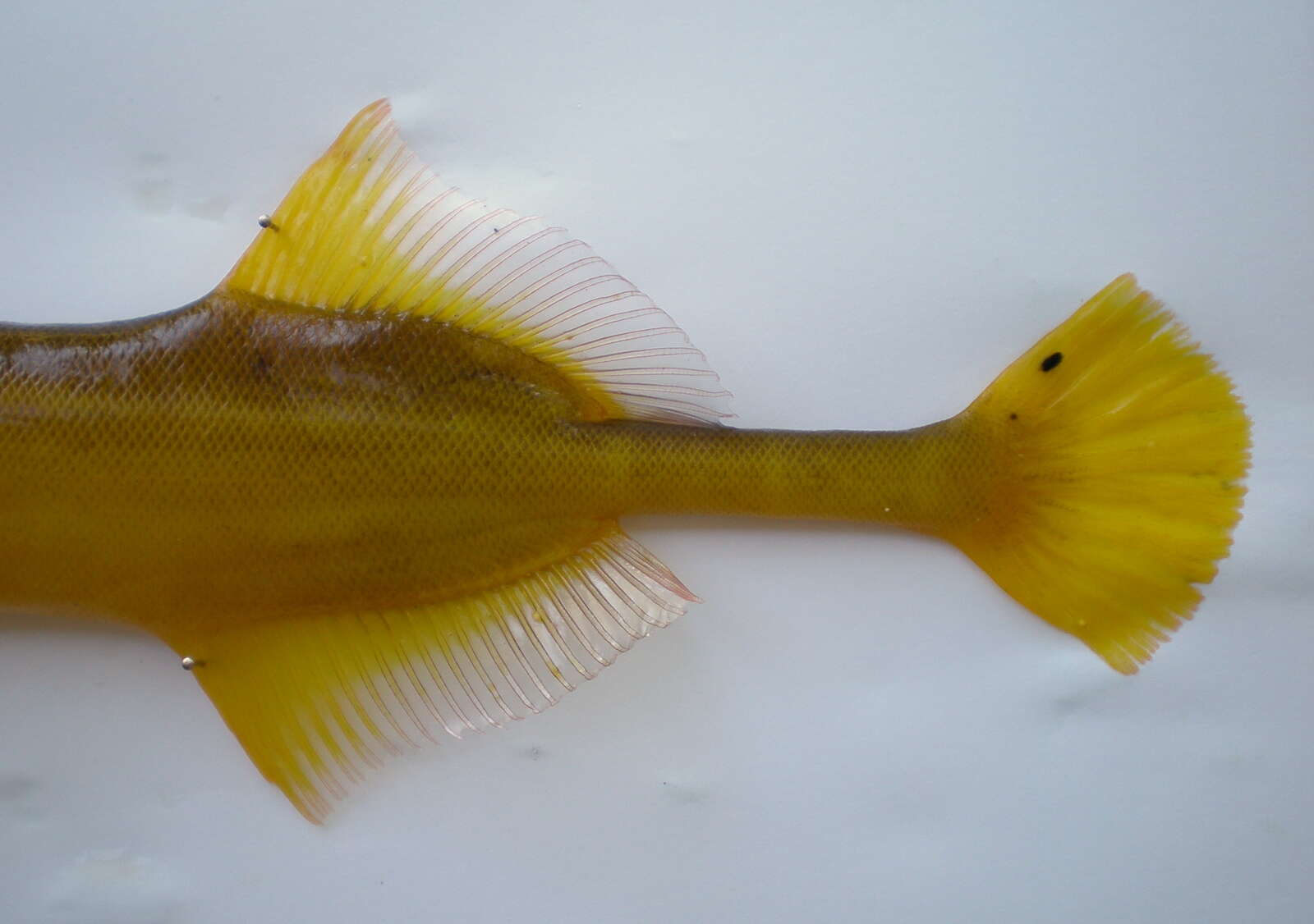 Image of Chinese Trumpetfish