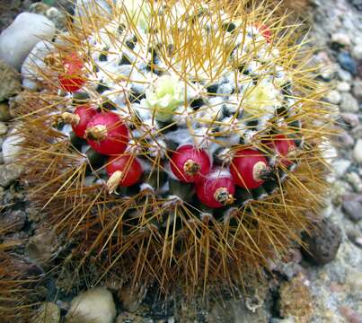 صورة Mammillaria nivosa Link ex Pfeiff.