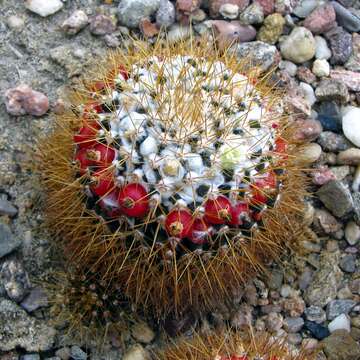 صورة Mammillaria nivosa Link ex Pfeiff.