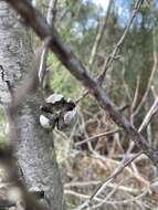 Image of Illawarra Cypress-pine