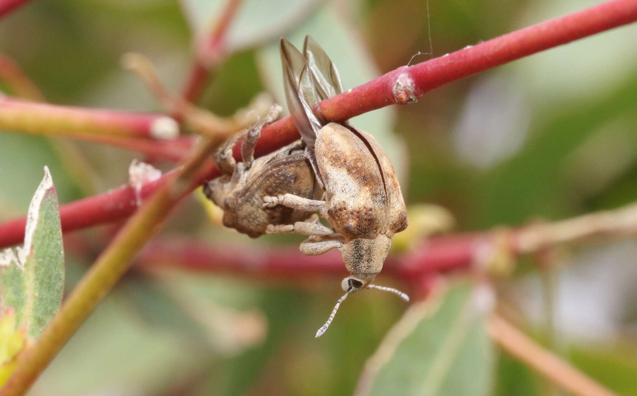 Image of Eucalyptus Snout Beetle