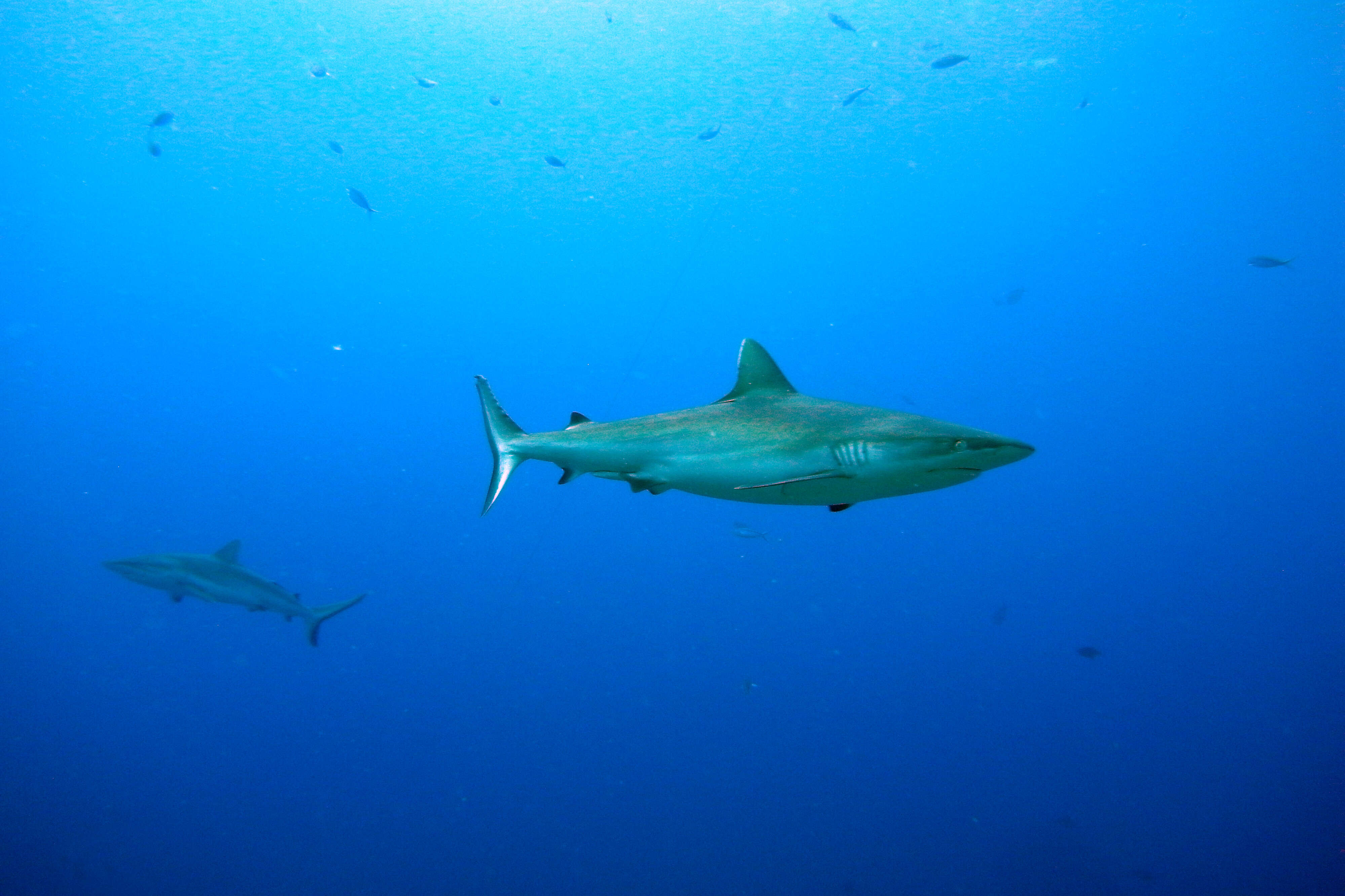 Image of Gray Reef Shark