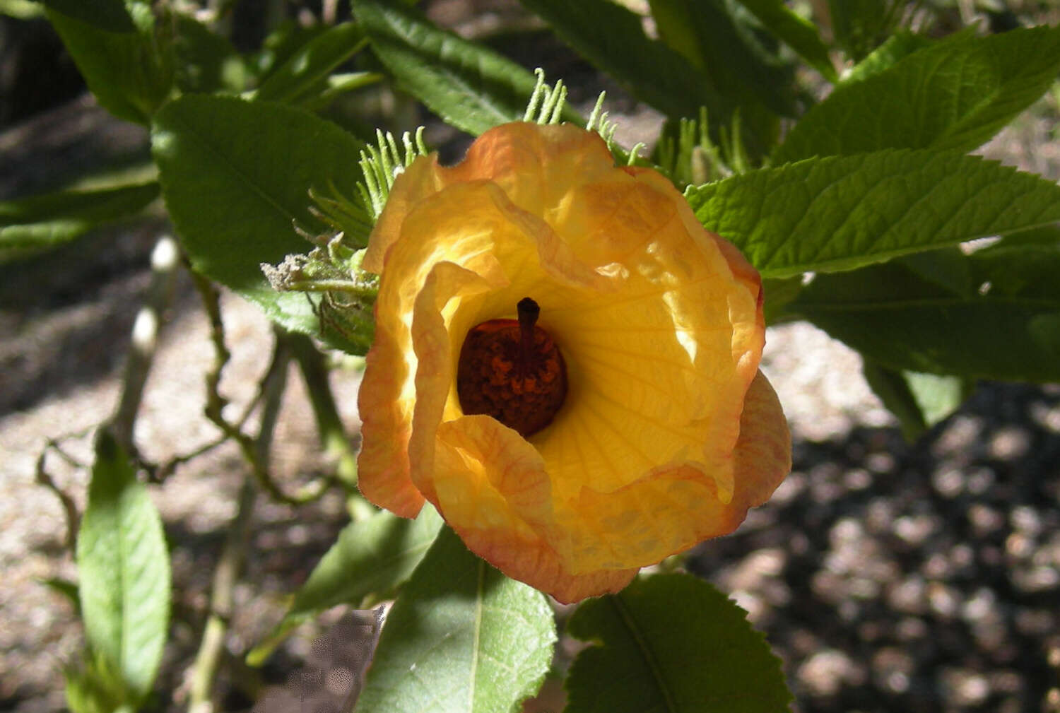 Image of Hibiscus heterophyllus Vent.