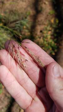 Image of foothill needlegrass