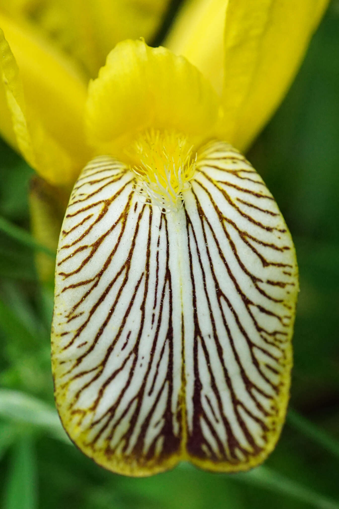 Image of Hungarian iris