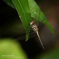 Imagem de Amphithemis curvistyla Selys 1891