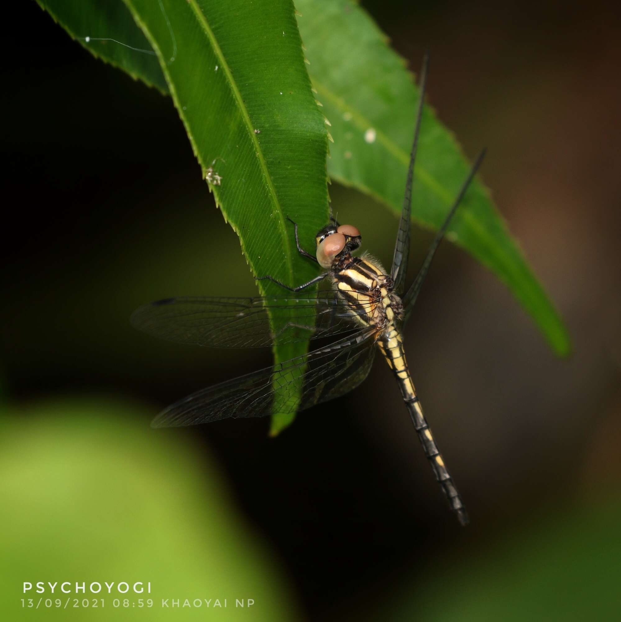 Amphithemis curvistyla Selys 1891 resmi