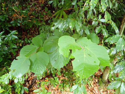 Plancia ëd Styrax obassia Siebold & Zucc.