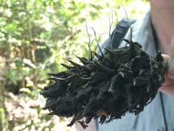 Imagem de Xylaria magnoliae J. D. Rogers 1979