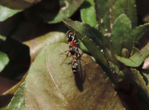 Sivun Pseudomyrmex gracilis (Fabricius 1804) kuva