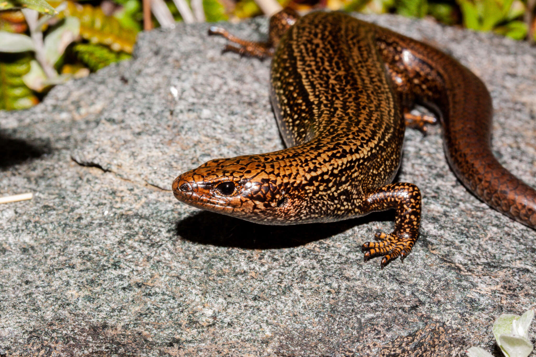 Image of Oligosoma awakopaka Jewell 2017