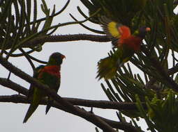 صورة Trichoglossus haematodus deplanchii Verreaux, J & Des Murs 1860