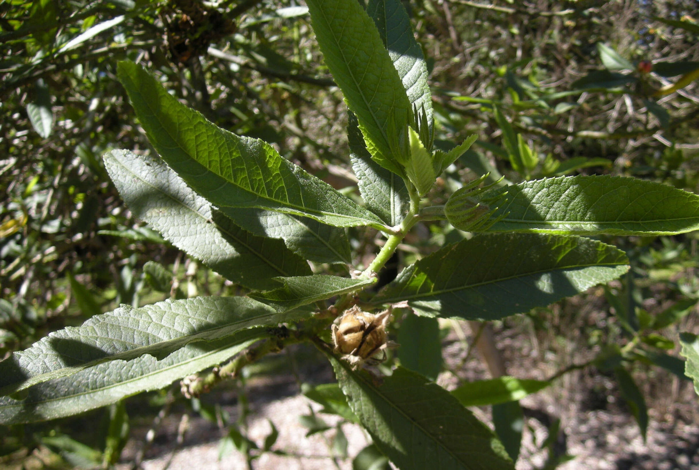 Image of Hibiscus heterophyllus Vent.