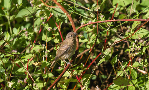 صورة Sporophila minuta minuta (Linnaeus 1758)