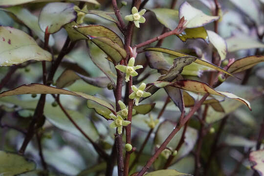 Image of Pseudowintera colorata (Raoul) Dandy