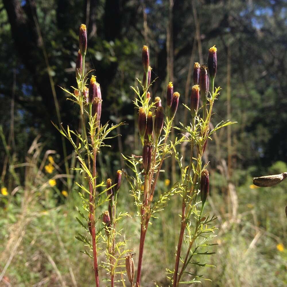 Image of Tagetes coronopifolia Willd.