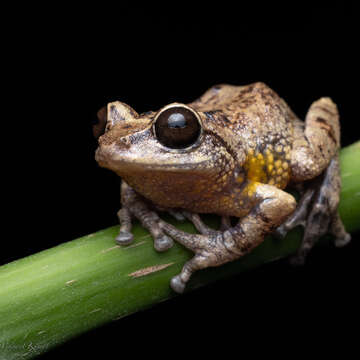 Image of Munnar bush frog