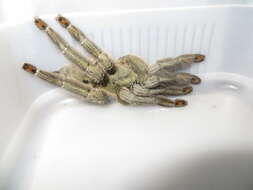 Image of Trinidad Chevron Tarantula