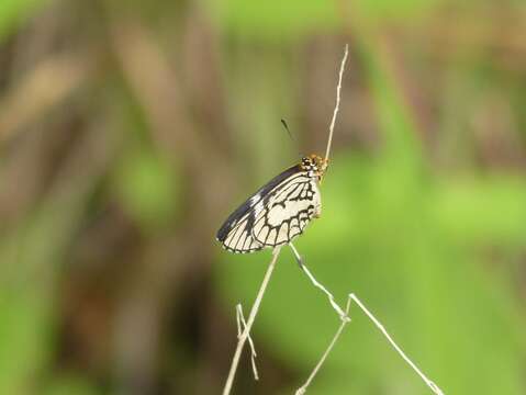 Imagem de Poritiinae