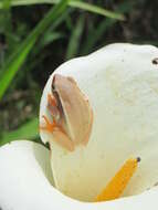 Image of Arum lily frog