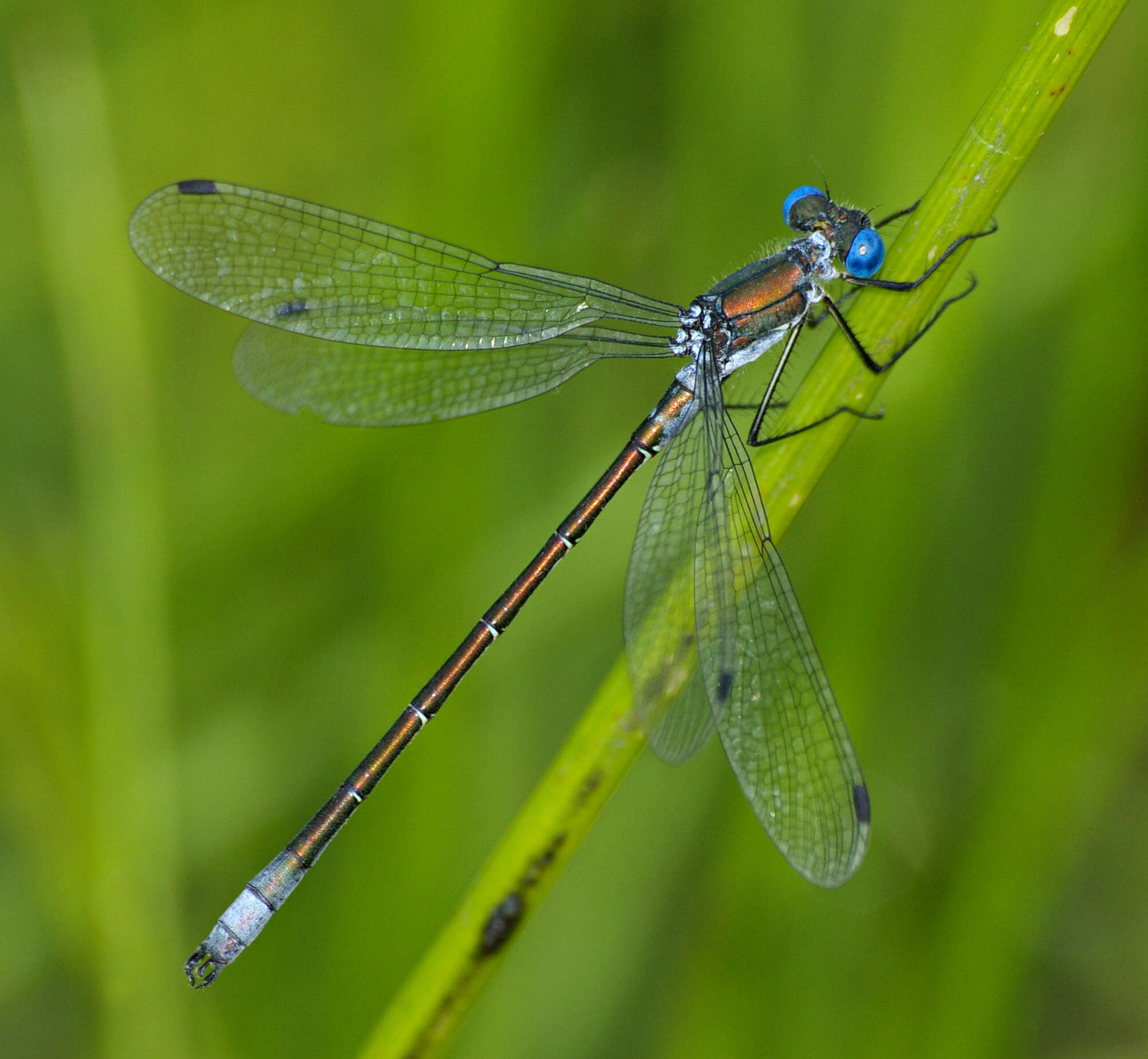 Plancia ëd Lestes dryas Kirby 1890