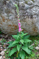 Imagem de Digitalis purpurea L.