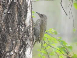 Image of Picus canus canus Gmelin & JF 1788