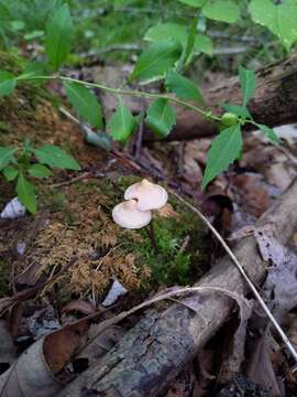 Image of Entoloma conicum (Sacc.) Hesler 1967