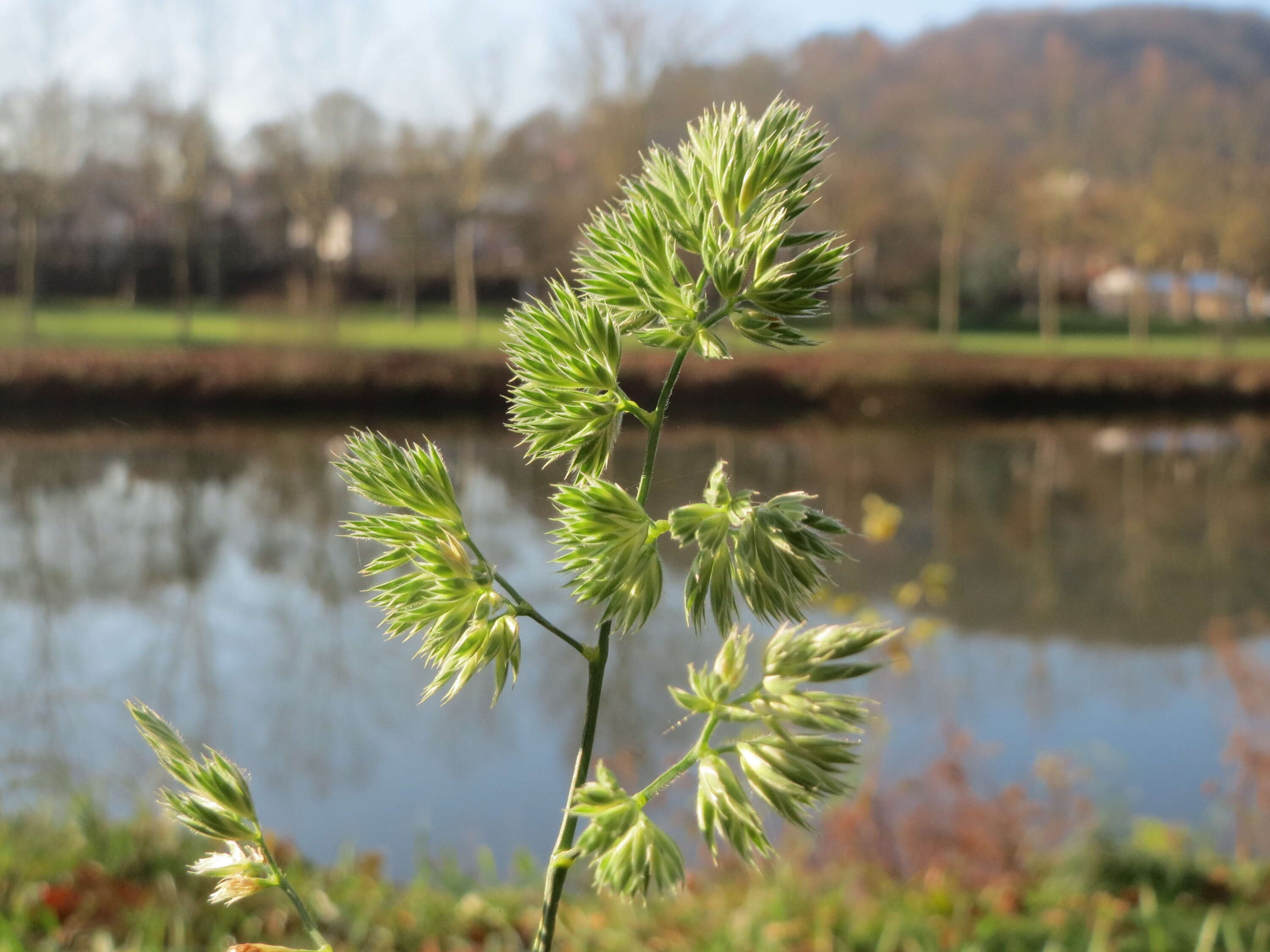 Image of Cocksfoot or Orchard Grass