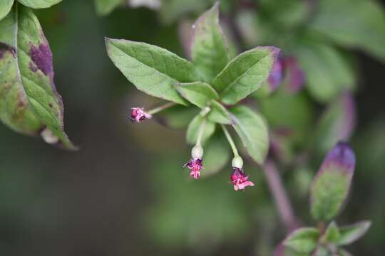 Imagem de Fuchsia encliandra subsp. tetradactyla (Lindl.) Breedlove