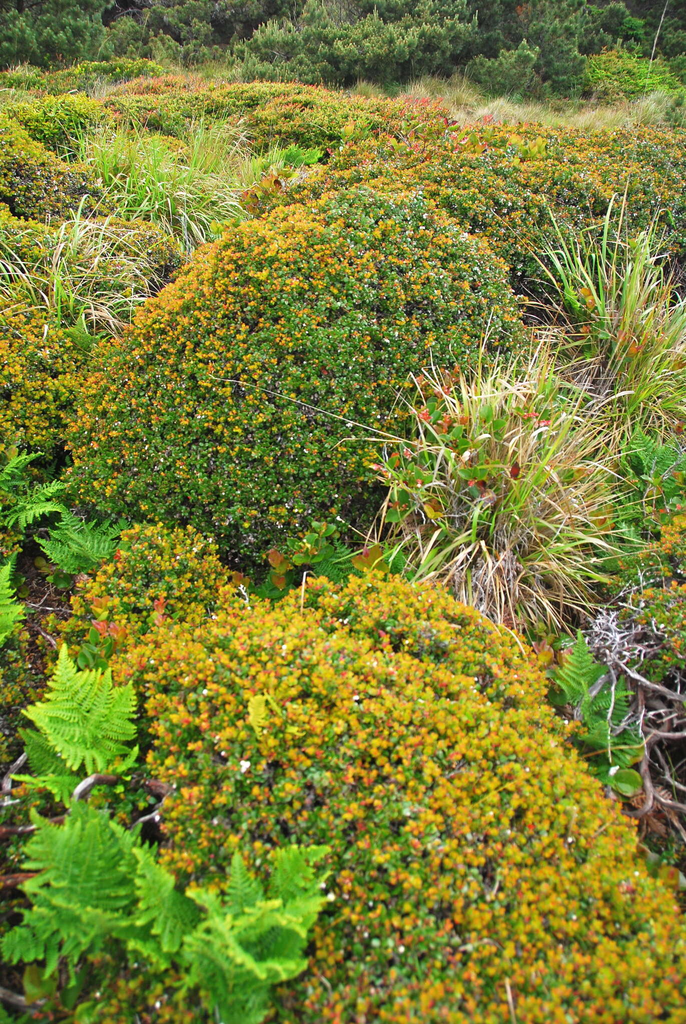 Plancia ëd Arctostaphylos nummularia subsp. nummularia